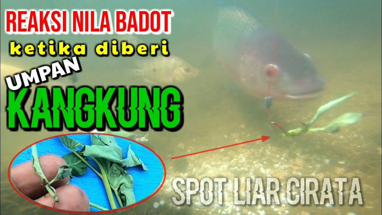 Lihat reaksi nila besar ini saat diberi umpan kangkung | Tes umpan Dengan kamera bawah air