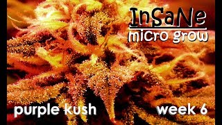 Insane Micro Grow - Purple Kush week 16/week 6 flower - Dr.Pedder's Garden of Weeden