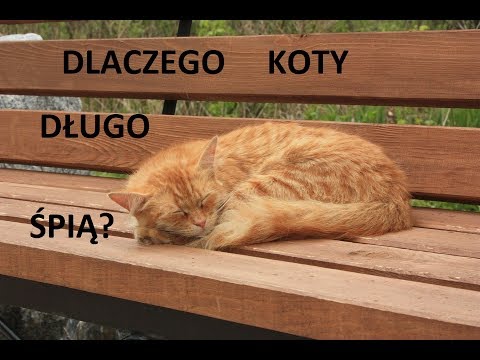 Wideo: Dlaczego Koty Dużo śpią?