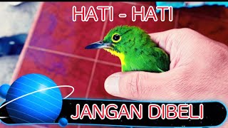 Download Lagu CIRI CUCAK IJO BETINA \ MP3