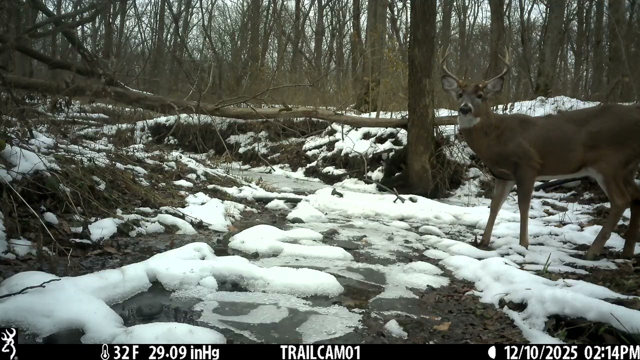 Creek Cam: Winter Wonderland