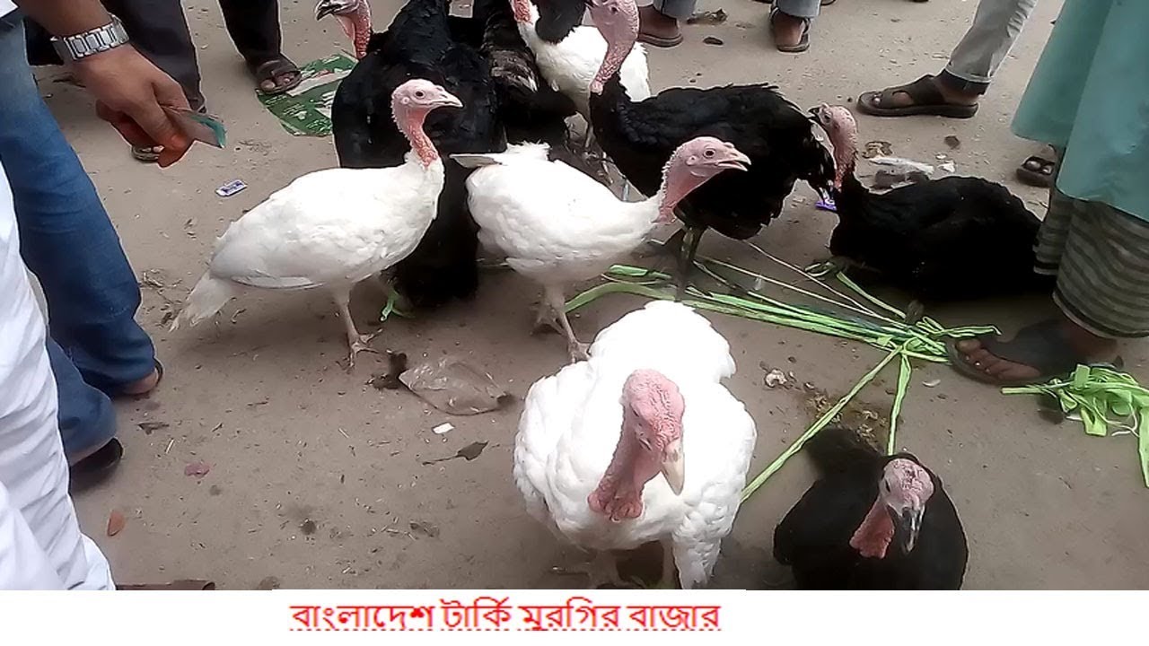 Turkey For Sale >> Turkey Hen Market In Bangladesh How Turkey Sold In Bangladesh Turkey For Sale >> Turkey Hen Market In Bangladesh How Turkey Sold In Bangladesh