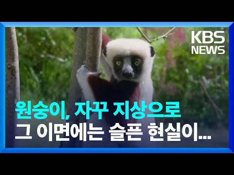 [글로벌K] 미국 국립과학회보 “나무 위에 살던 <strong>영장류</strong>, 지구온난화에 땅으로 내려오고 있어” / KBS  2022.10.13.