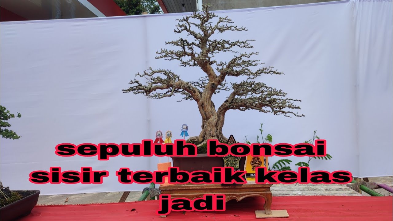 sepuluh bonsai sisir terbaik di kelas jadi one champione one species sisir alisme 2023