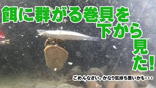 巻貝の捕食シーンを下からみる（バイ貝）【水中映像】