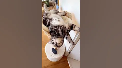 Video 3277261: british shorthair tabby cat, british shorthair silver tabby, british shorthair kitty cat, british shorthair black cat