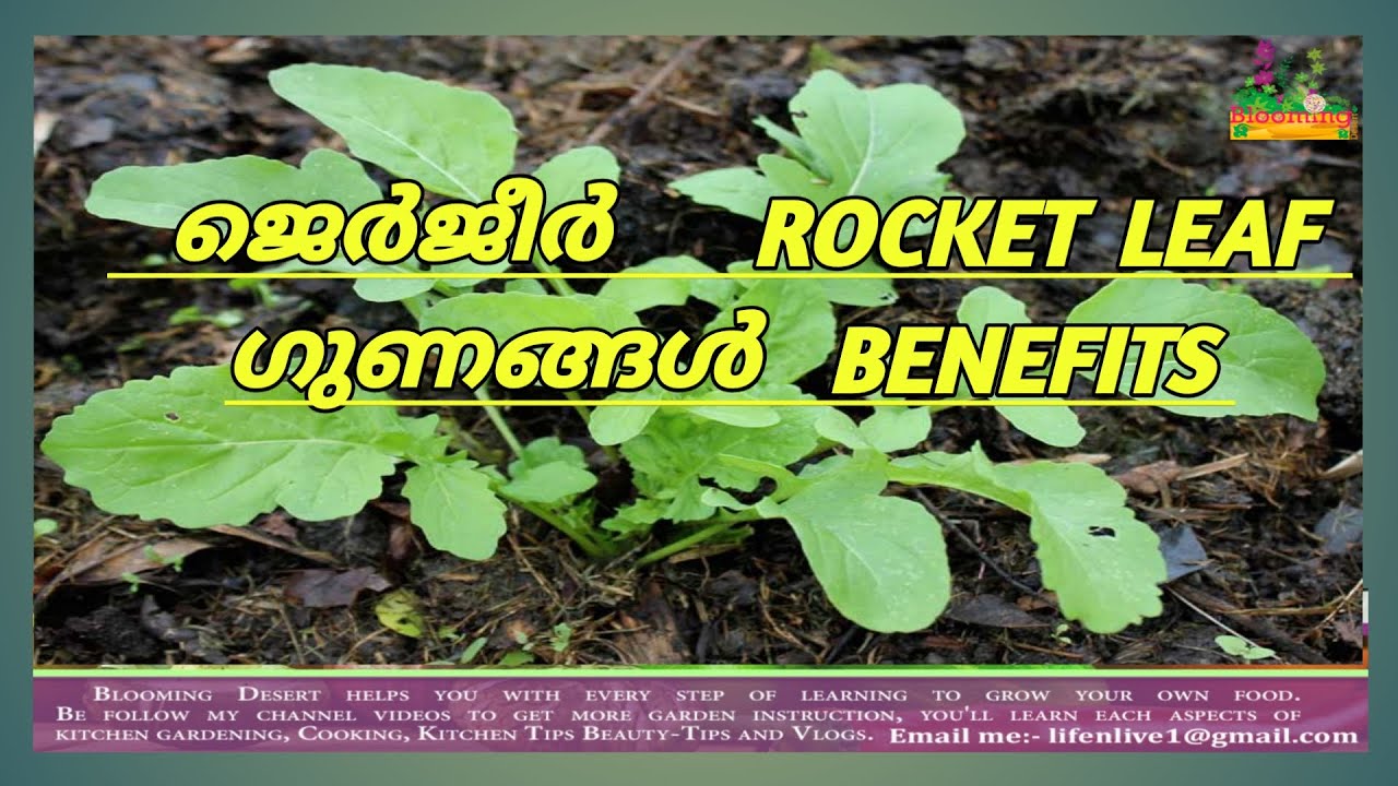 benefits-of-rocket-leaf-salad-rocket