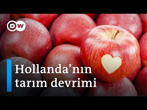 Hollanda'nın tarım başarısının sırrı | Nasıl dünyanın 2. büyük gıda ihracatçısı oldu? - DW Türkçe