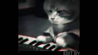 Rapci Kedi Edit Remix Adama Aittir Ben Düzenledim