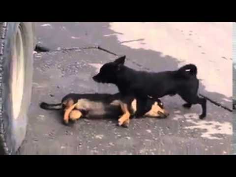 ერთგული ცხოველი, რომელიც გარდაცვლილი ძაღლის გაცოცხლებას ცდილობს