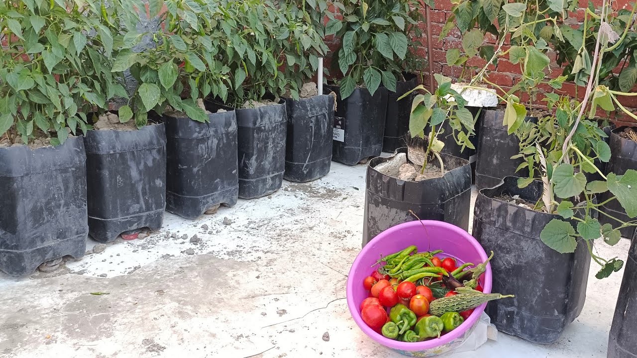 مين قال الزراعه محتاجه؟شوف حصاد السطوح!