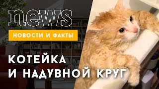 Кот и надувной круг Кот и надувной круг