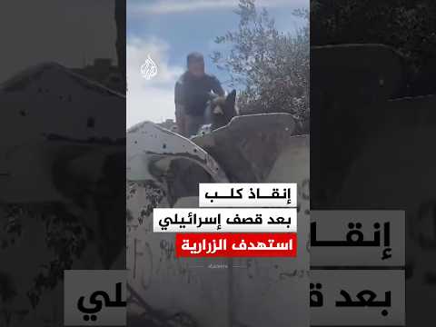 شاهد | لحظة إنقاذ كلب بعد قصف إسرائيلي استهدف بلدة الزرارية جنوب لبنان