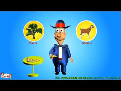 კვებითი ჯაჭვები, კვებითი ქსელები, ენერგეტიკული პირამიდა ეკოსისტემაში