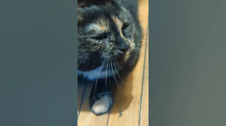 Watch the video about Nala, How to Groom, Tortoiseshell Cat #tortoiseshellcat #cutecatvideos2025 #nalacat