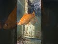 Enthusiastic Metal Head Fish