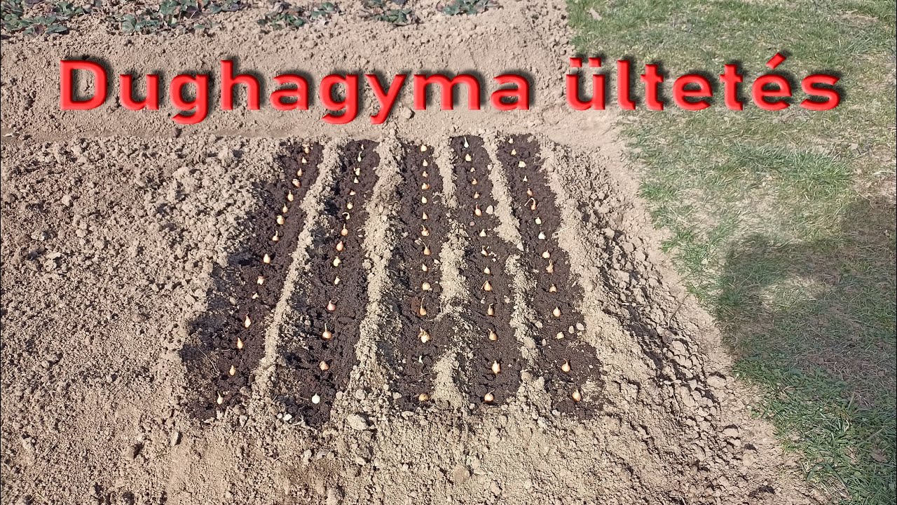 Dughagyma ültetés, 2024 02 21