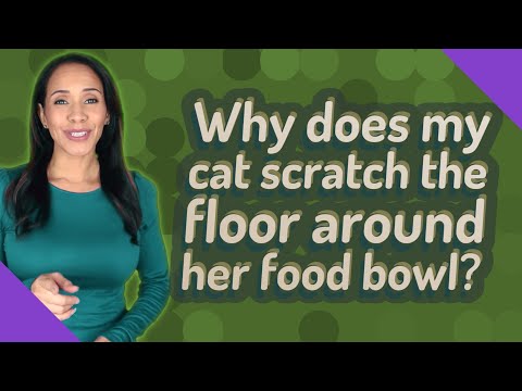 Video: Why Does The Cat Eat Next To The Bowl