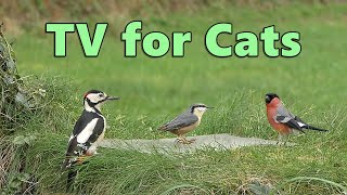 Cat Tv Videos ~ Springtime Birds For Cats To Watch