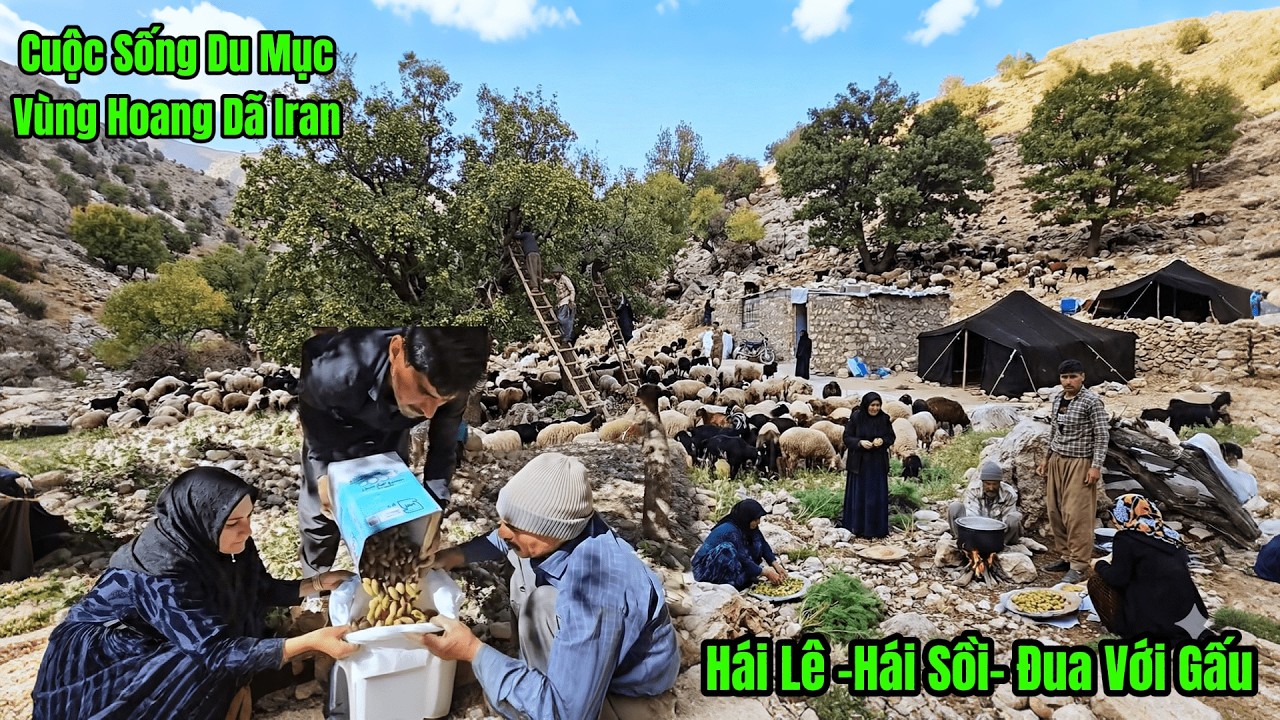 Cuộc Sống Du Mục Iran -Hái Lê Rừng - Tìm Dê Lạc  Đua Với GẤU - Hái Sồi