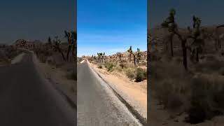 Biking through Joshua Tree National Park #jtree #jtnp #joshuatree
