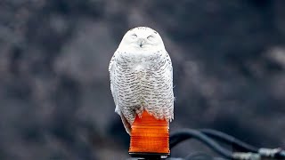 Snowy owl preening before her morning nap.