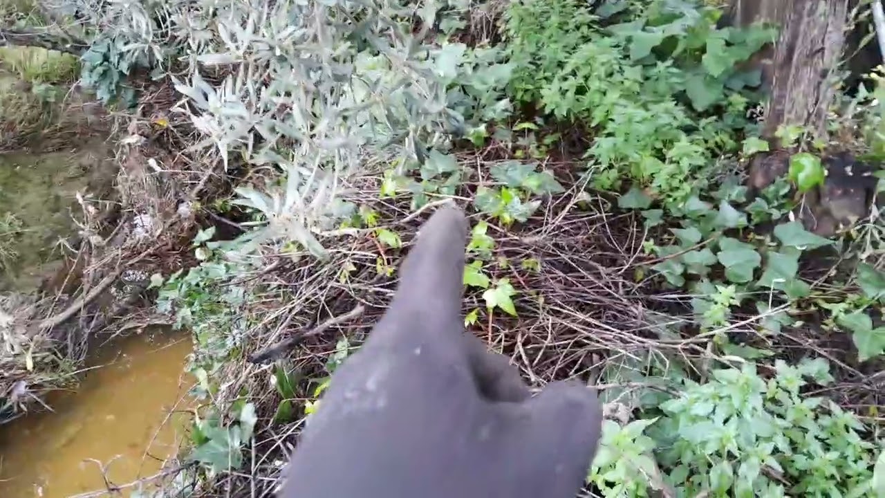 La importancia de mantener árboles y arbustos en los cauces fluviales.