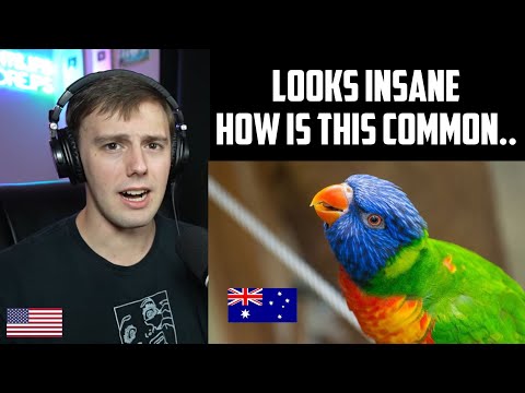 American Reacts to Australia's Common Birds..
