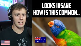 American Reacts to Australia's Common Birds..