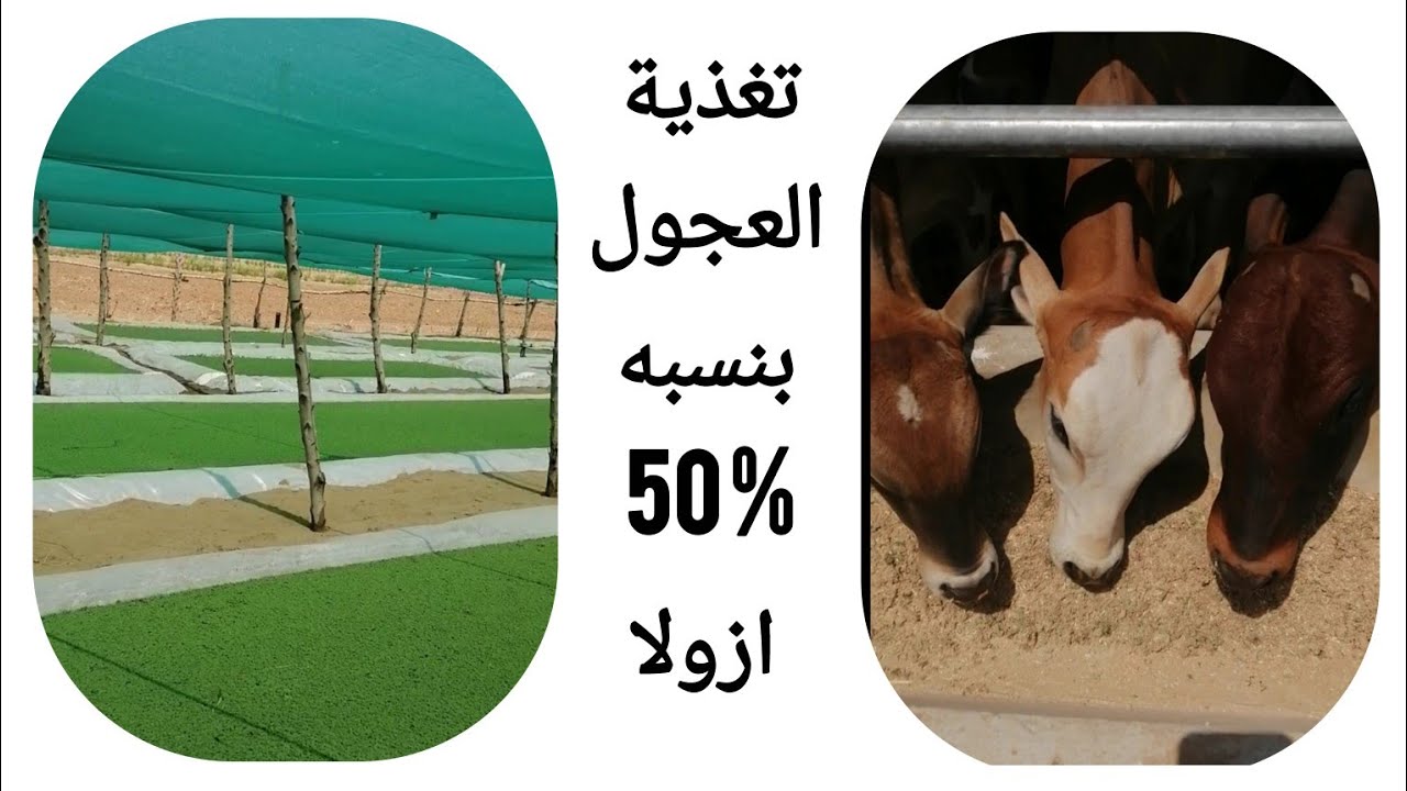 تسمين العجول بسرعة بأعلاف رخيصة خلطة 50 أزولا وزيادة الوزن اليومي