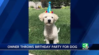 Community celebrates Manteca rescue dog’s birthday