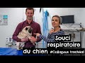 Souci respiratoire chien  collapsus trachal