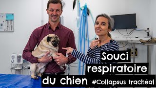 Souci respiratoire chien 🐶 #Collapsus trachéal
