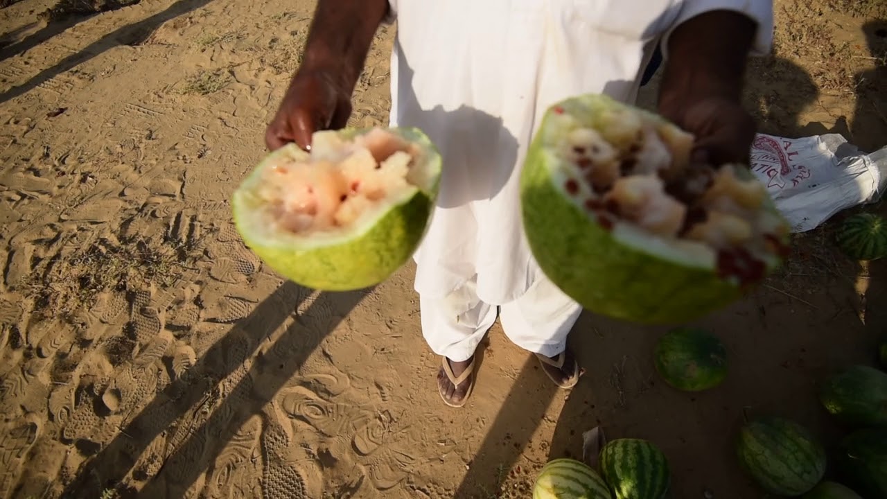 How to split and eat a desert watermelon!