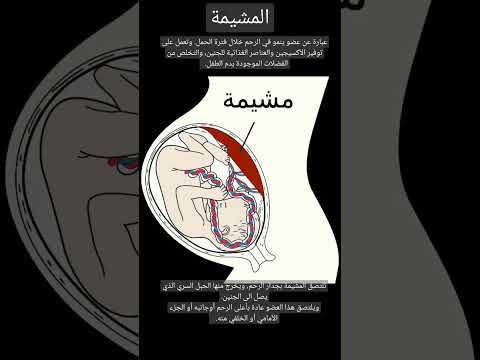 ما دور المشيمة خلال الحمل