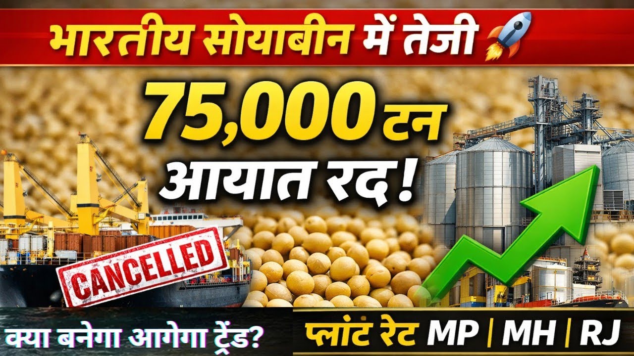 भारतीय सोयाबीन में तेजी 🚀 अमेरिकी आयात सौदे रद्द | MP MH RJ प्लांट रेट अपडेट | Soybean Market 