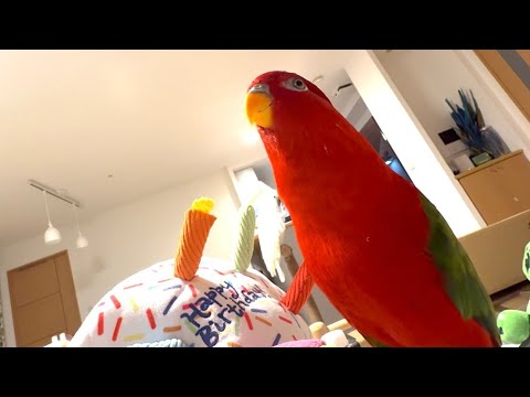 🍅Happy birthday🎂Gumi-chan turned 14 years old! - YouTube