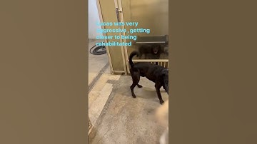 Aggression rehabilitation! #dog #dogtraining #doglover #behaviour #modification #rehab