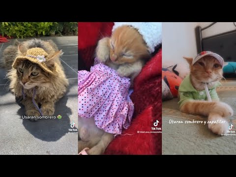 Los gatitos lucirán
