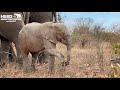 Baby elephant Khanyisa foraging in the wild with the Jabulani Herd -  Looking back on 17 June 2020