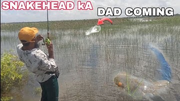 IKAN GALAH MONSTER YANG SANGAT CEPAT MENYERANG || Memancing Galah #VideoMemancing #Memancing 