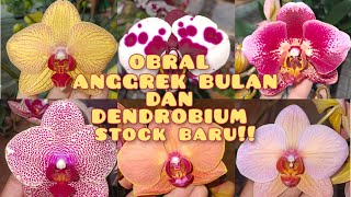 Download Lagu OBRAL ANGGREK MURAH MERIAH❤❤ ADMIN 085655696848 MP3