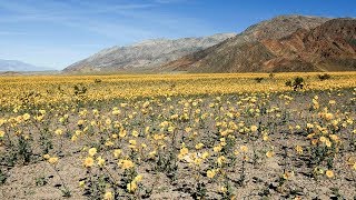 California 101: Death Valley National Park