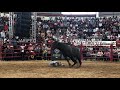 Hijo del Profesor Jirafales Nuevo Toro de Rancho la Candelaria en el Relicario de Morelia 2018