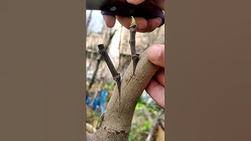 Best grafting techniques fig tree grafting #farming #gardeningtips #mango #rose