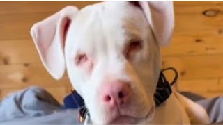 Deaf Dog Sees Dad For The First Time And Nobody Expected This