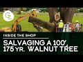 Salvaging a 100’ Walnut Tree that is 175 Years Old