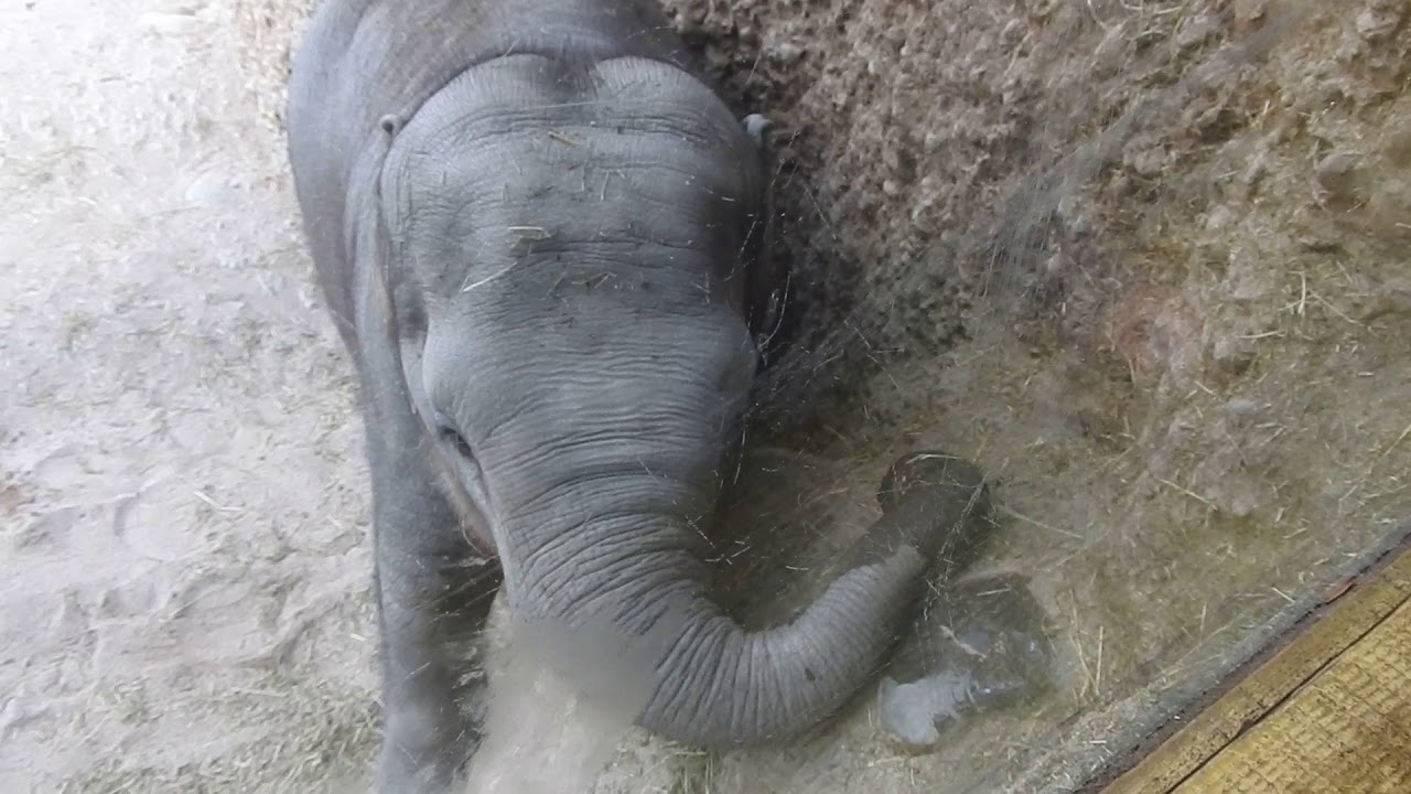 目の前に来てくれた子象 Asian elephant baby 2018 0922 - YouTube