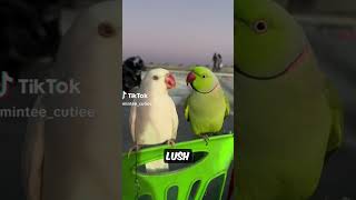 Why Parrots Are A Big Flex