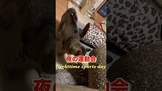 ふ夜の運動会😸 Nighttime sports day#shorts#catlove#cat#cats#猫#おもしろ猫動画
